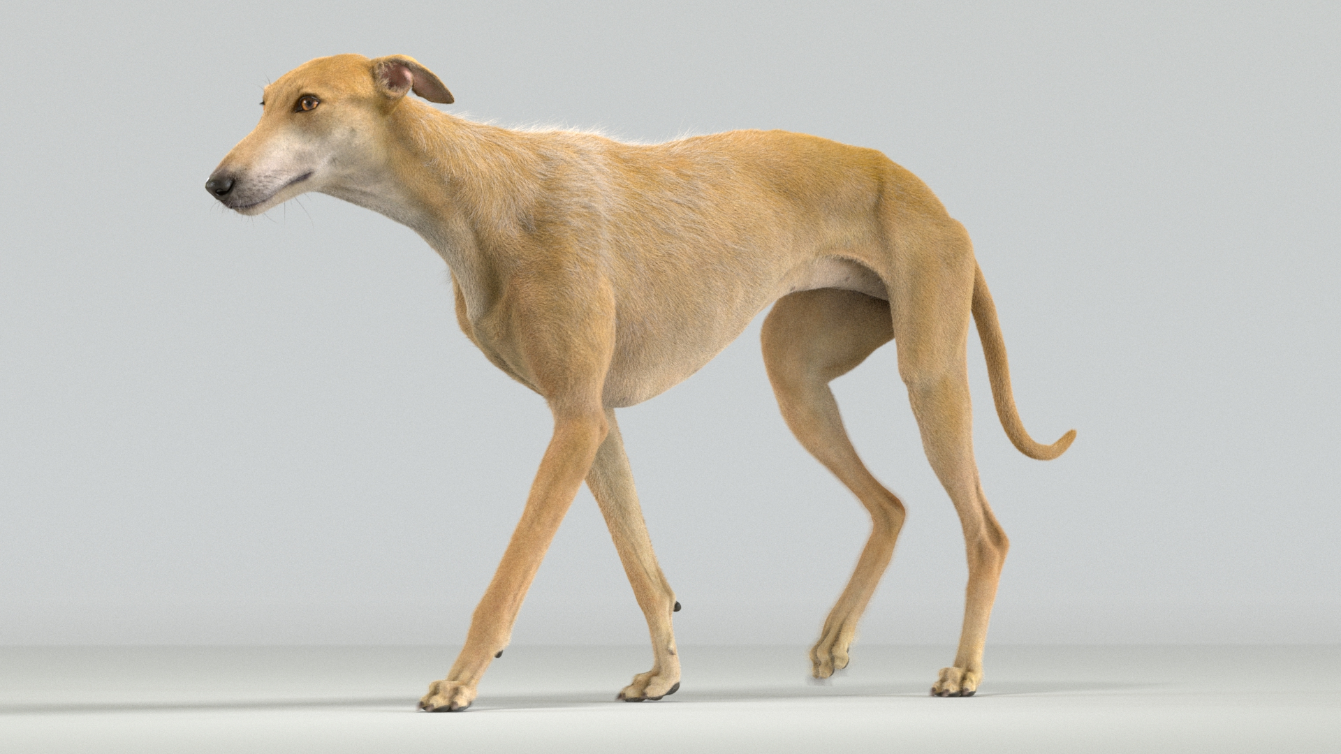 Furry greyhound sales