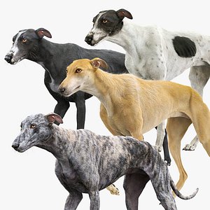 Greyhound Fur Animated Collection