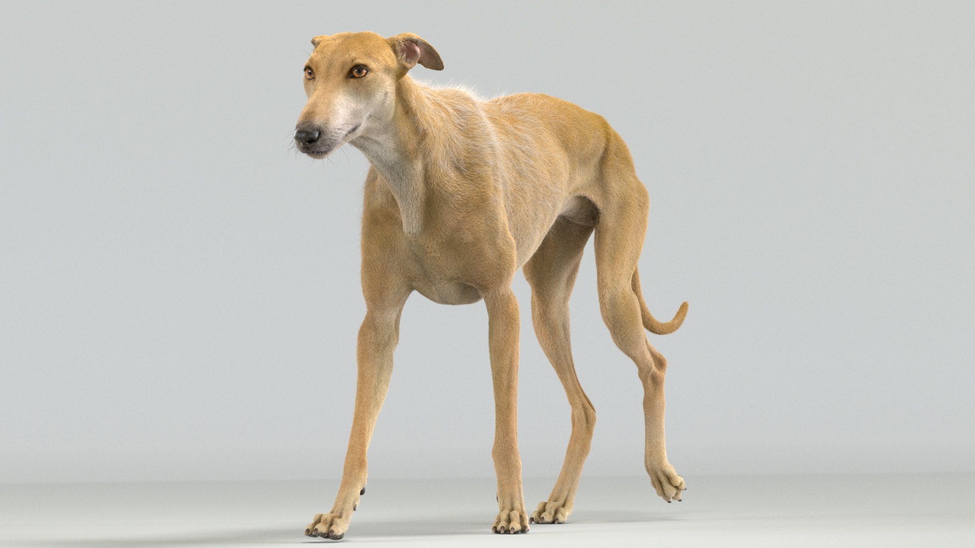 3D greyhound hound fur model https://p.turbosquid.com/ts-thumb/aB/X6QpFv/Tz/greyhound_fur_ani_02/jpg/1611749565/1920x1080/fit_q87/102f252154554d81705e1fcda02ad744449789d1/greyhound_fur_ani_02.jpg