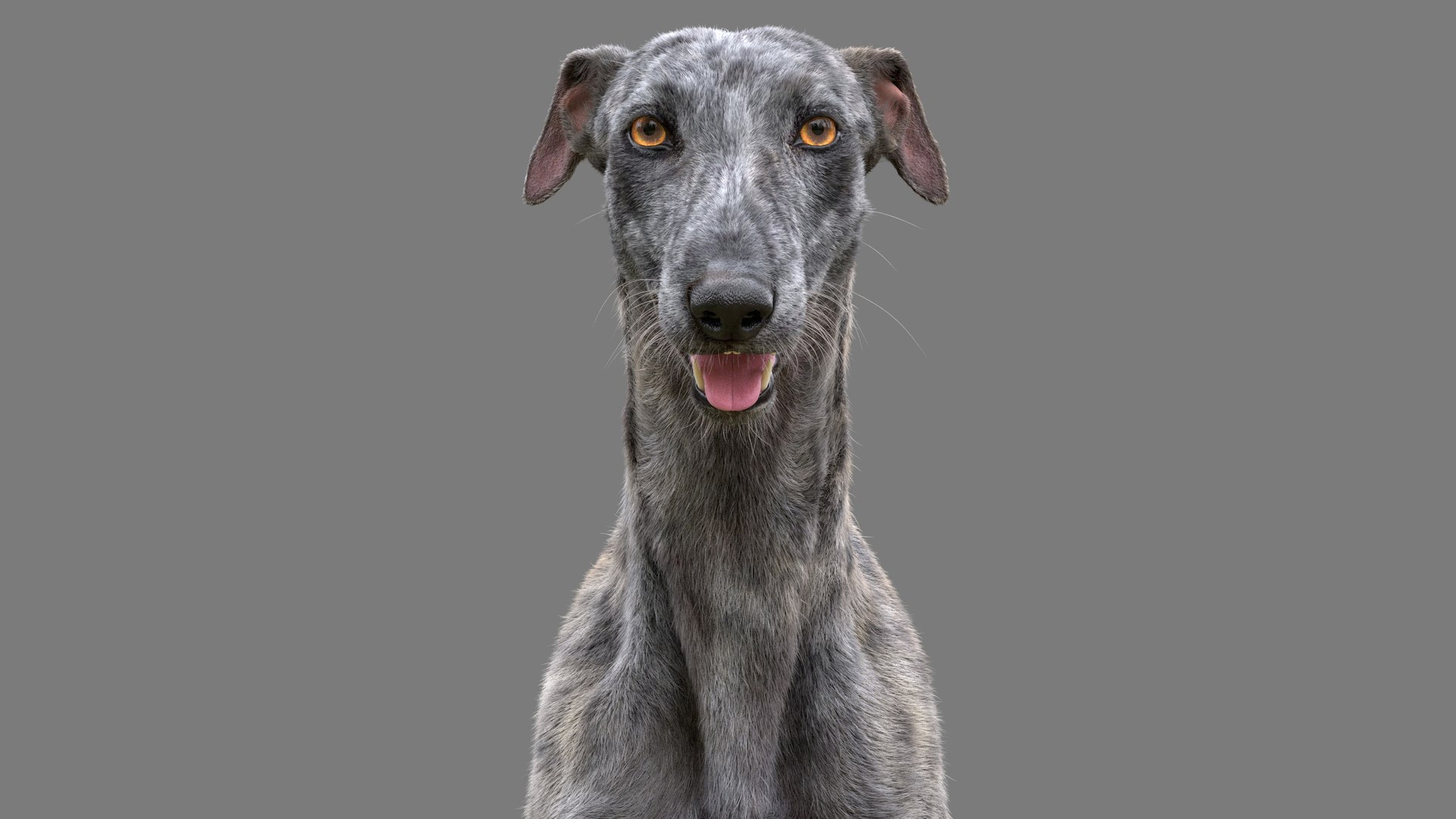 3D greyhound hound fur model https://p.turbosquid.com/ts-thumb/aB/X6QpFv/qK/greyhound_tiger_fur_add_02/jpg/1611749636/1920x1080/fit_q87/7f086744e04a09a6bc063e67aa4bd0f34d393344/greyhound_tiger_fur_add_02.jpg