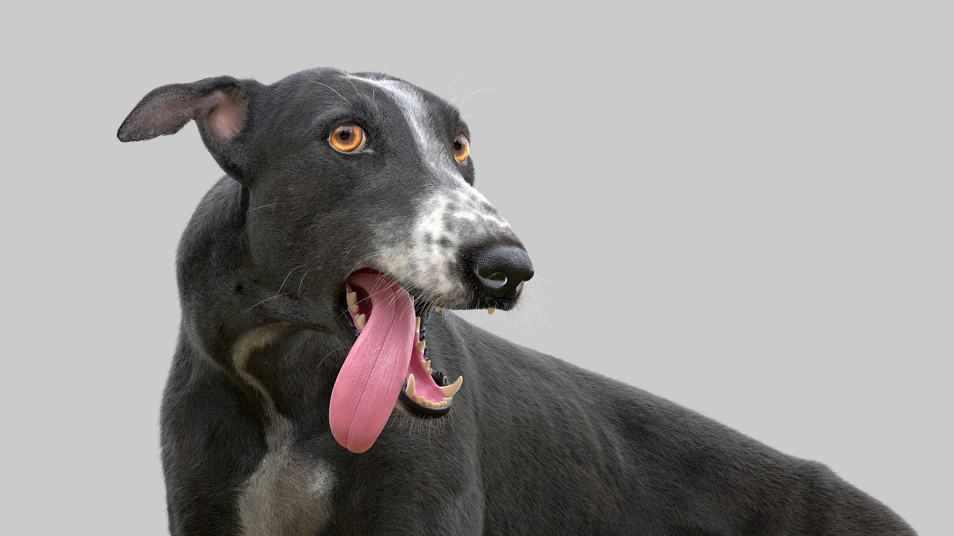 3D greyhound hound fur model https://p.turbosquid.com/ts-thumb/aB/X6QpFv/va/greyhound_fur_3_rgged_10/jpg/1611749712/1920x1080/fit_q87/65d67ea15010b34581a2b716eb1cd443eb719886/greyhound_fur_3_rgged_10.jpg