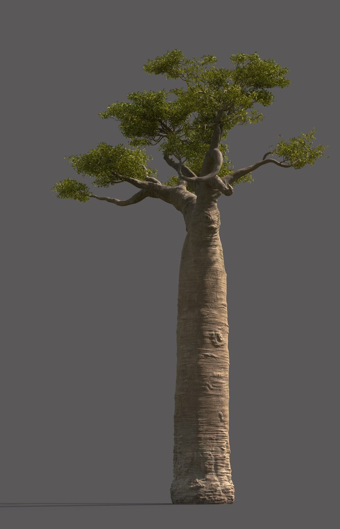 Baobab Tree 3D Model - TurboSquid 1983359