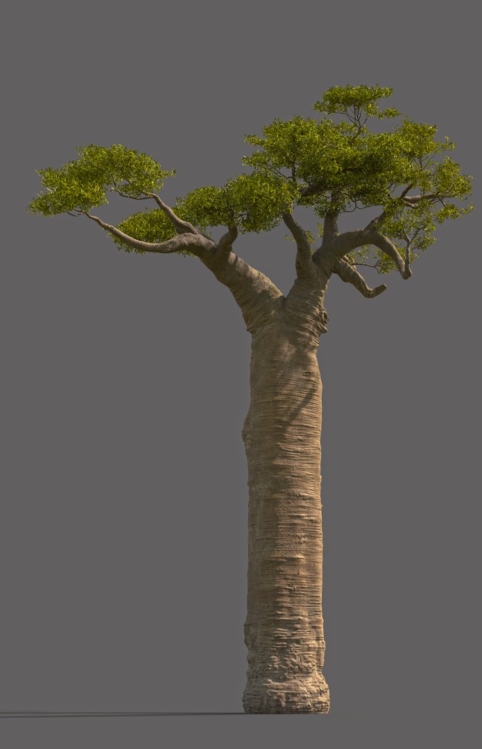 Baobab Tree 3D Model - TurboSquid 1983359