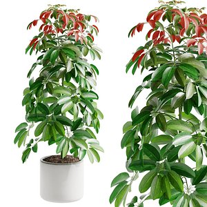 3D model Schefflera Arboricola-01