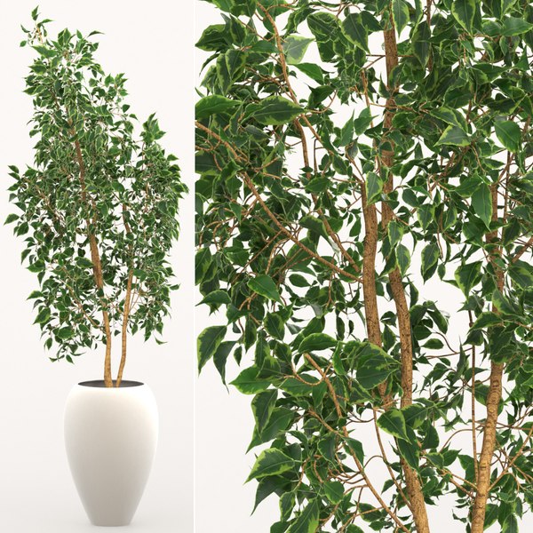 modelo 3d Ficus - TurboSquid 1492811