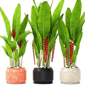 Heliconia