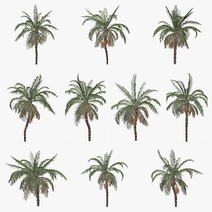 3D Date Palm Tree Collection model