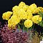 decorative plants collection vol 34-3dsmax-Blender