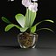 decorative plants collection vol 34-3dsmax-Blender