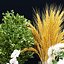 decorative plants collection vol 34-3dsmax-Blender