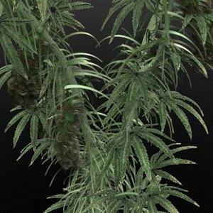 marijuana plant lwo