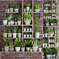 Collection of plants in concrete pots