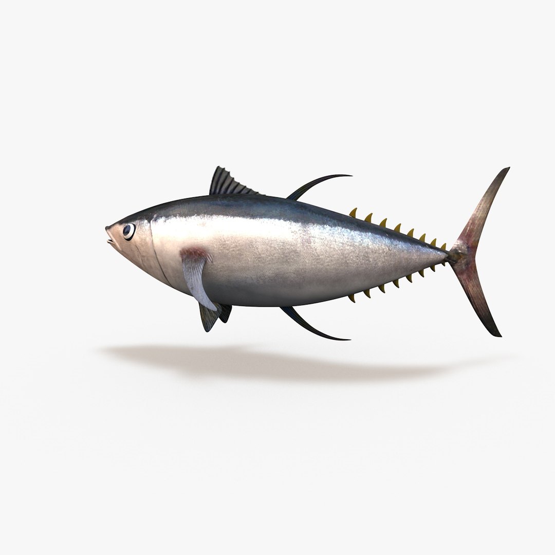 c4d tuna bluefin https://p.turbosquid.com/ts-thumb/aC/eZcDHT/5DGUfqAi/003/jpg/1440794330/1920x1080/fit_q87/3ad00904d204b6f05f4f440edd226f8800261d8c/003.jpg