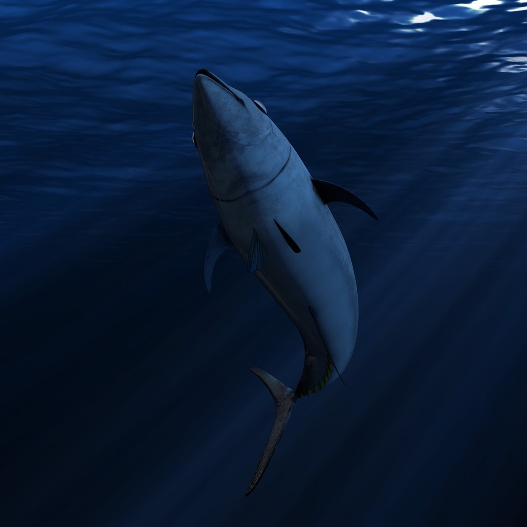 c4d tuna bluefin https://p.turbosquid.com/ts-thumb/aC/eZcDHT/Nyqo0BUr/006/jpg/1440794330/1920x1080/fit_q87/7b5d1a9fa4c71307016dceccf90a5ac63ce07bcb/006.jpg