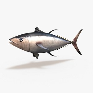 c4d tuna bluefin
