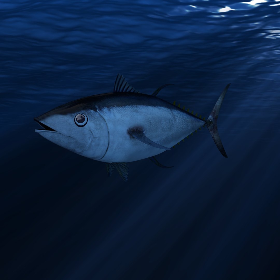 c4d tuna bluefin https://p.turbosquid.com/ts-thumb/aC/eZcDHT/kOiPZ0Yh/005/jpg/1440794330/1920x1080/fit_q87/fab8b863a786e9749ac5d307116e9e421d7244f5/005.jpg
