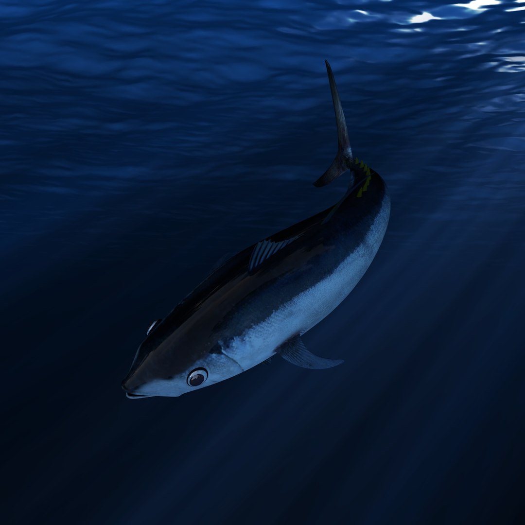 c4d tuna bluefin https://p.turbosquid.com/ts-thumb/aC/eZcDHT/yIdzHftf/007/jpg/1440794330/1920x1080/fit_q87/80f230adee22cdf0a42c4fb00c3c71bdaf8a6ce2/007.jpg