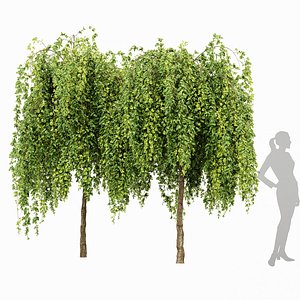 Weeping Mulberry Bagged Ornamental Chaparral 3D model