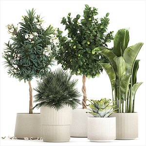 3D Set of beautiful plants lemon tree palm tree potted 1337 model