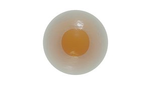 Stages of segmentation of a fertilized egg up to the gastrula