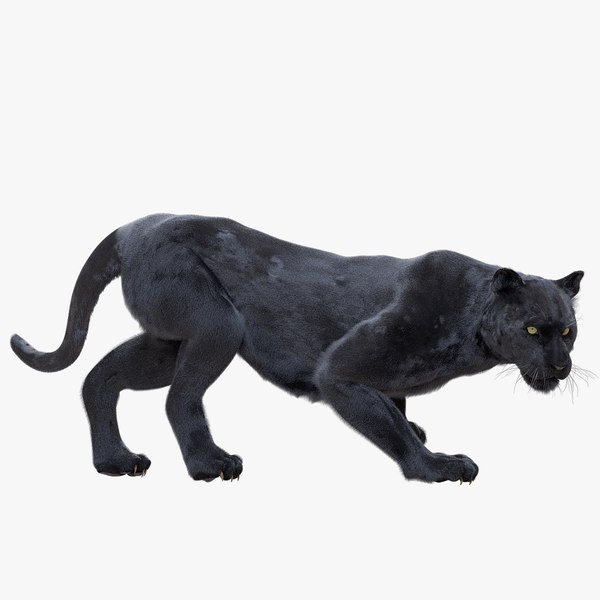 3D Panther Models | TurboSquid