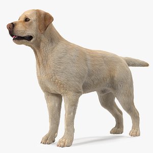 Labrador Dog White Rigged Fur model