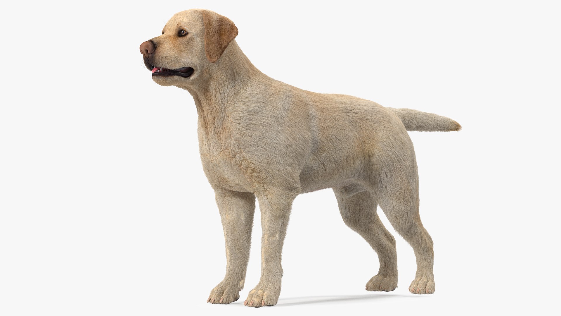 Labrador Dog White Rigged Fur 3D model preview