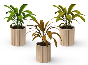 houseplants plants model