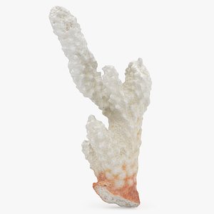 Acropora Florida 03