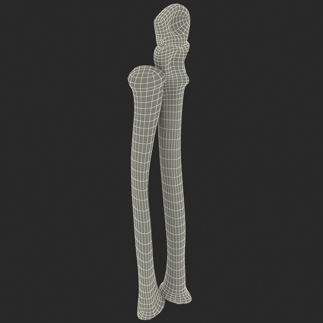 3d Model Radius Ulna