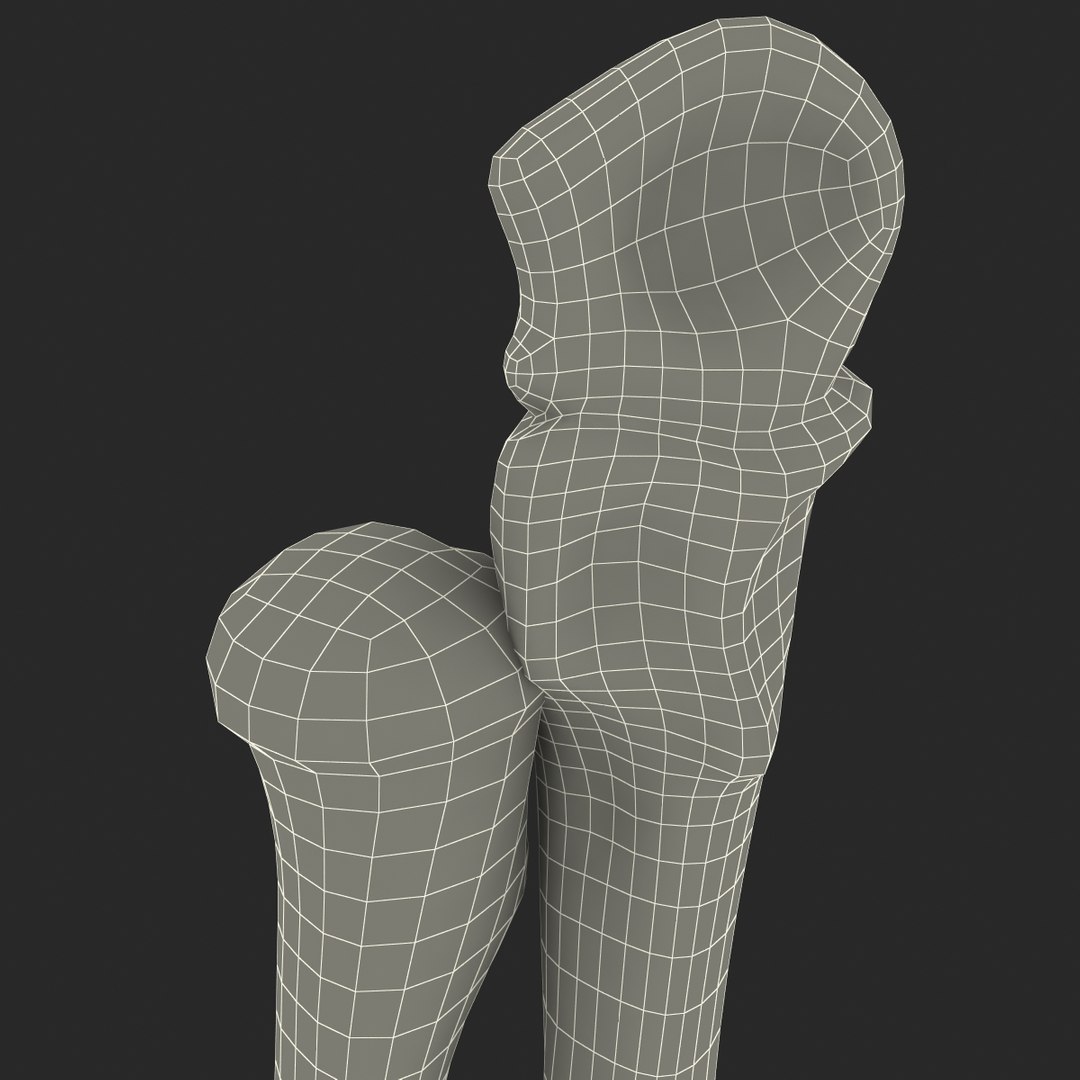 3d Model Radius Ulna