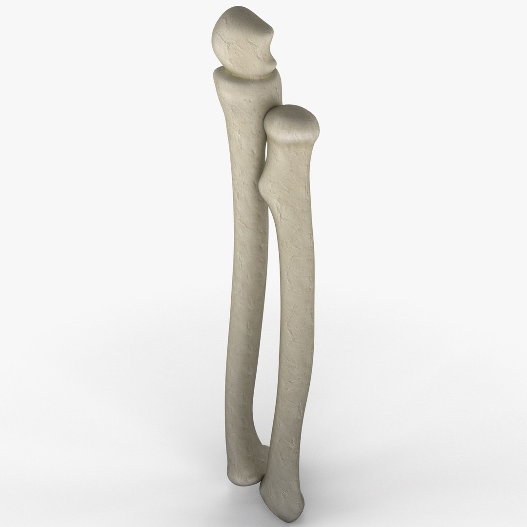 3d Model Radius Ulna