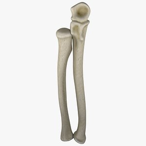 Radius and Ulna