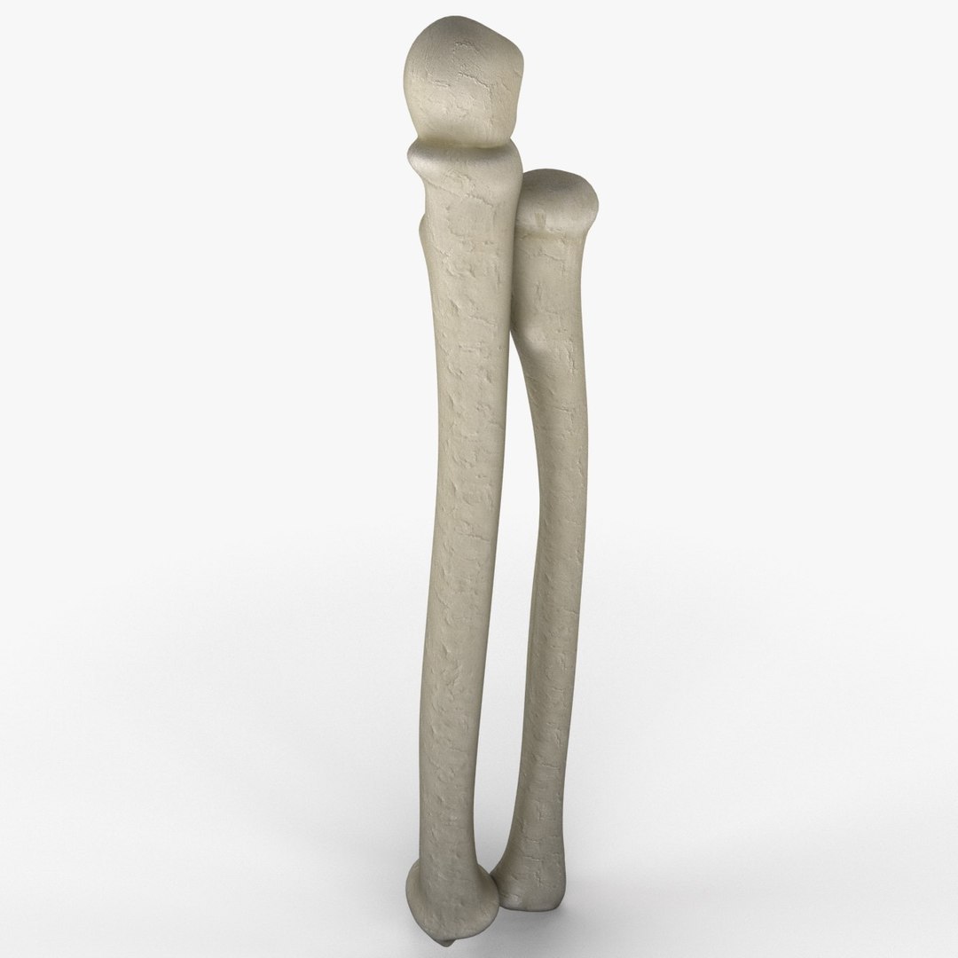 3d Model Radius Ulna