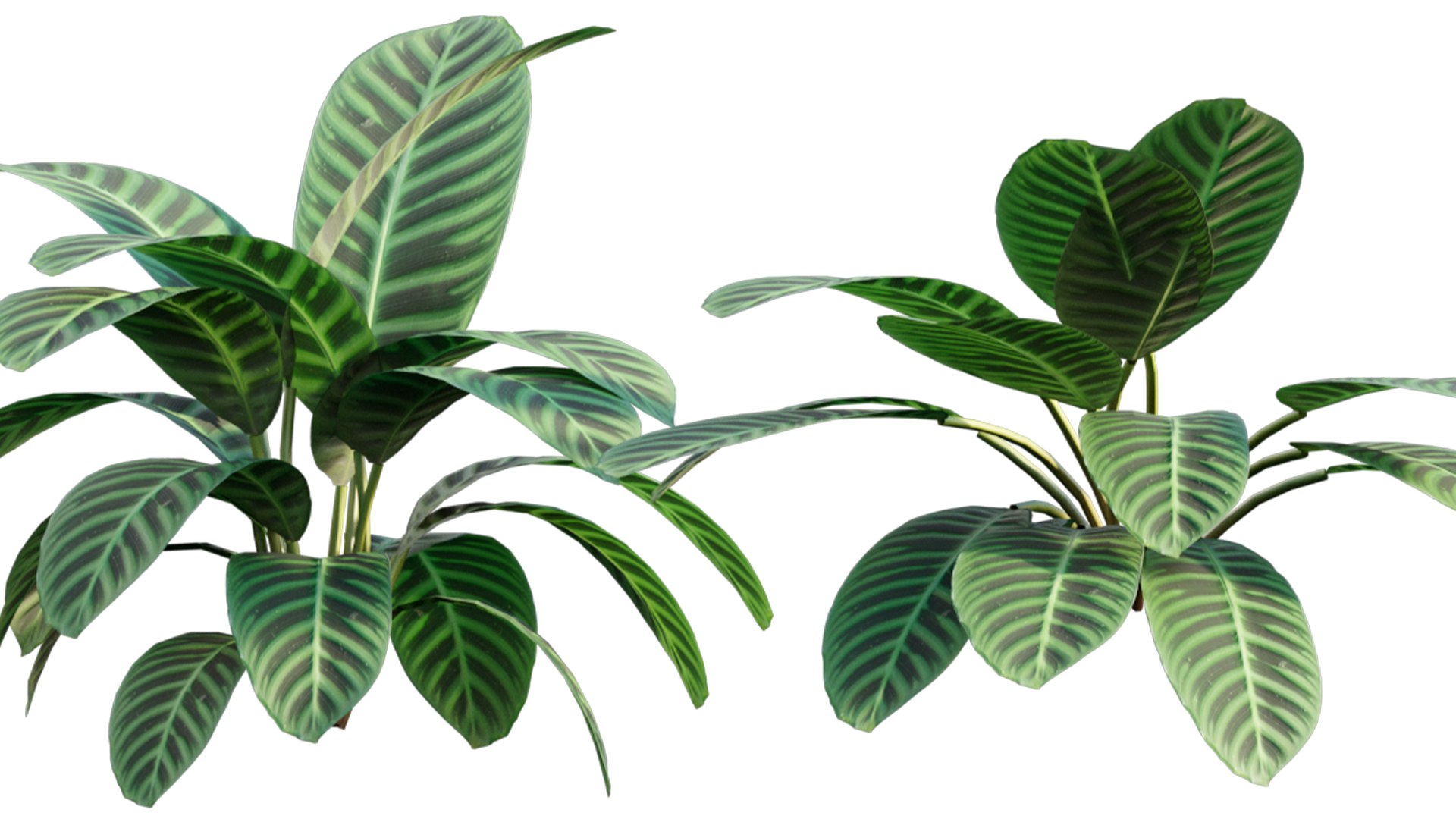 Calathea zebrina 3D https://p.turbosquid.com/ts-thumb/aD/d4SAU3/8s/3dtree_calatheazebrina_01_05/jpg/1632903605/1920x1080/fit_q87/5741720e817017d21a6bb5cf448546204186b012/3dtree_calatheazebrina_01_05.jpg