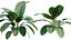 Calathea zebrina