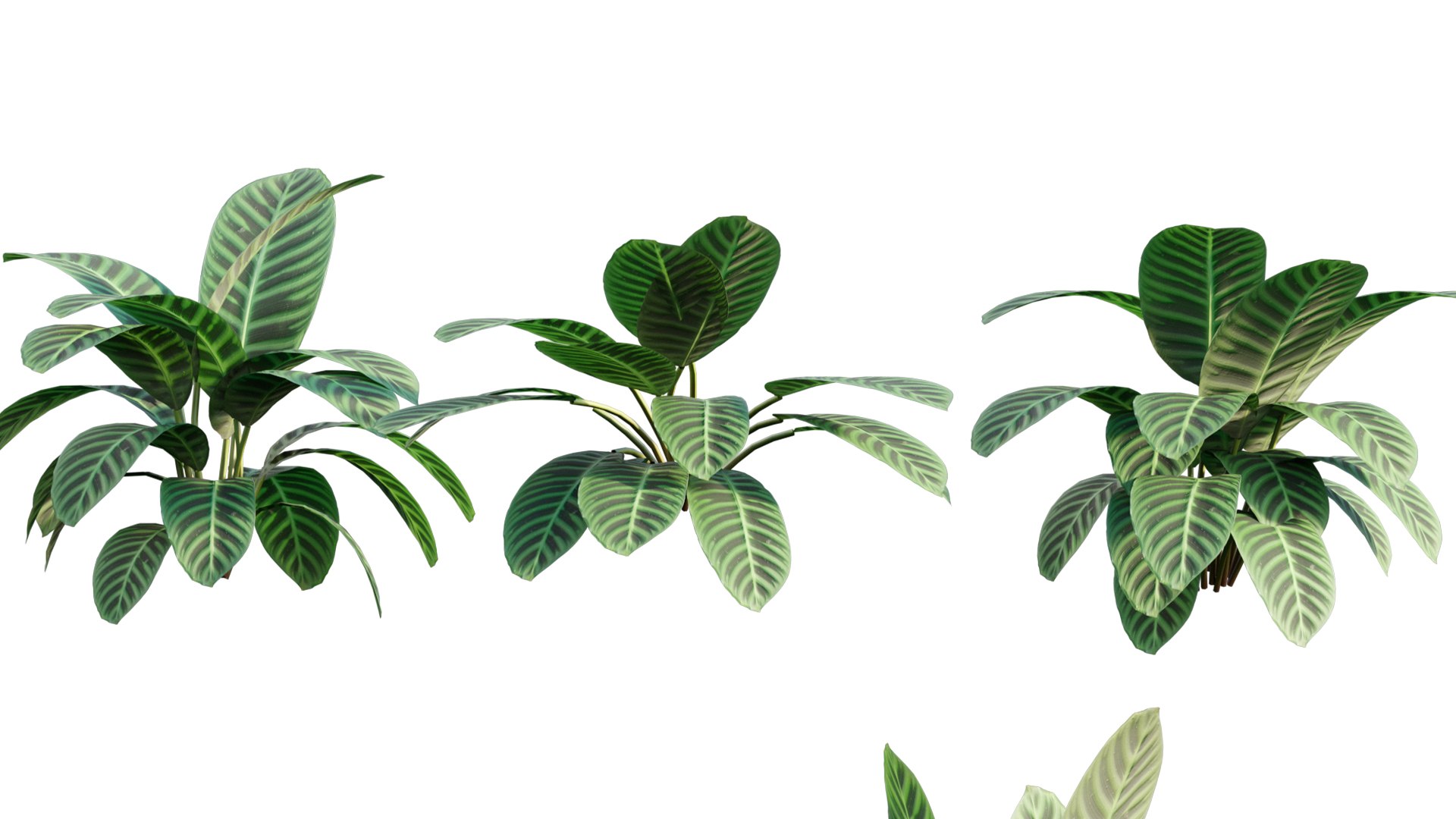 Calathea zebrina 3D https://p.turbosquid.com/ts-thumb/aD/d4SAU3/al/3dtree_calatheazebrina_01_02/jpg/1632903617/1920x1080/fit_q87/189afc378090625cd3683c518df5b53746f867db/3dtree_calatheazebrina_01_02.jpg