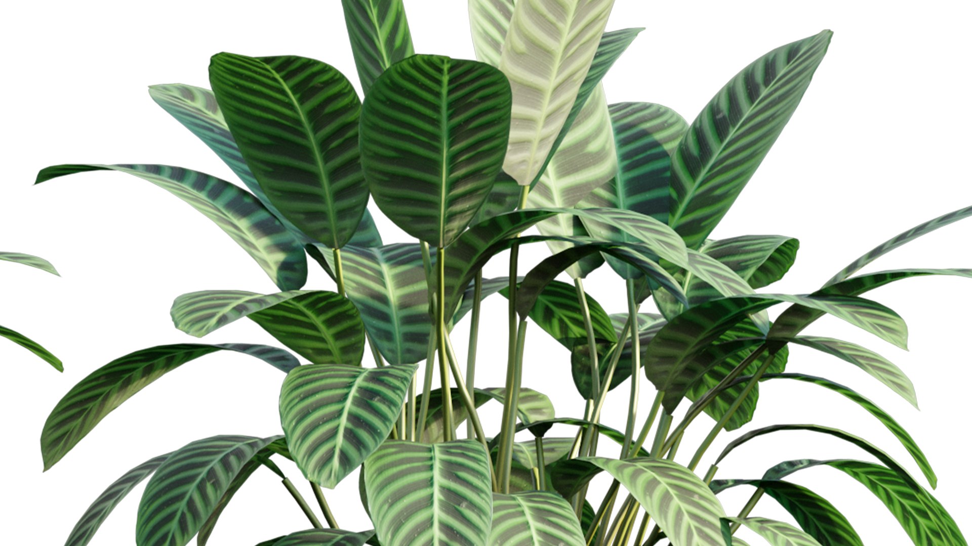 Calathea zebrina 3D https://p.turbosquid.com/ts-thumb/aD/d4SAU3/bR/3dtree_calatheazebrina_01_04/jpg/1632903618/1920x1080/fit_q87/db8130428121478561d4000d982c85d79be02948/3dtree_calatheazebrina_01_04.jpg