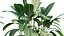 Calathea zebrina