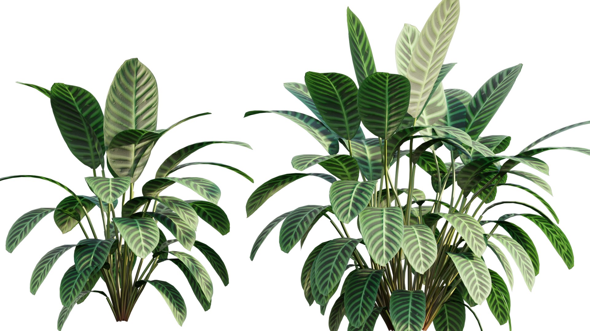 Calathea zebrina 3D https://p.turbosquid.com/ts-thumb/aD/d4SAU3/gy/3dtree_calatheazebrina_01_03/jpg/1632903623/1920x1080/fit_q87/deff12063feeee03858079133cb366c3b875e3bd/3dtree_calatheazebrina_01_03.jpg