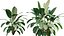 Calathea zebrina