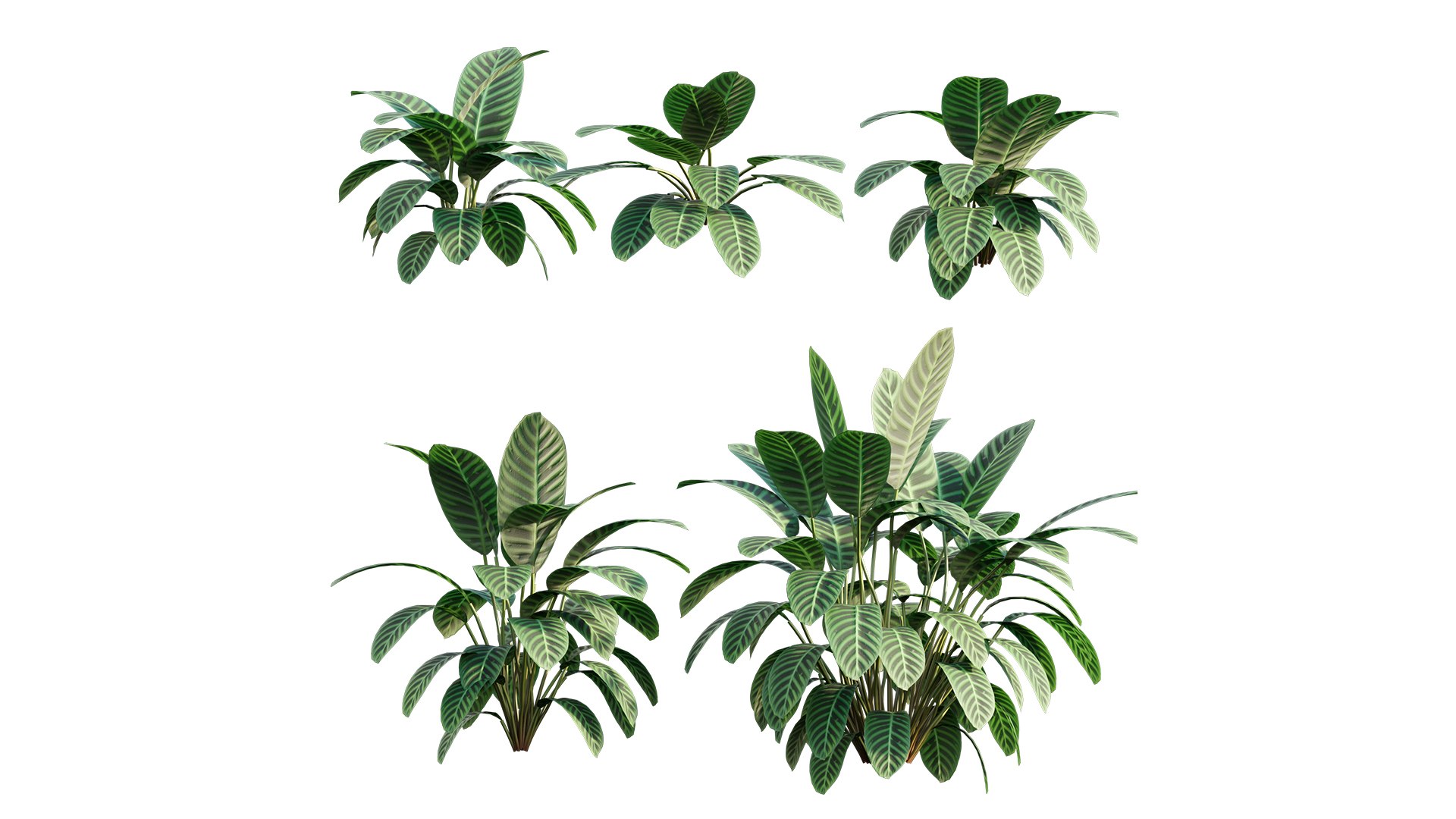 Calathea zebrina 3D https://p.turbosquid.com/ts-thumb/aD/d4SAU3/xa/3dtree_calatheazebrina_01_01/jpg/1632903608/1920x1080/fit_q87/68f226734c720cf7b2f56f5fdf0d78856ec5c178/3dtree_calatheazebrina_01_01.jpg