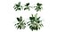 Calathea zebrina