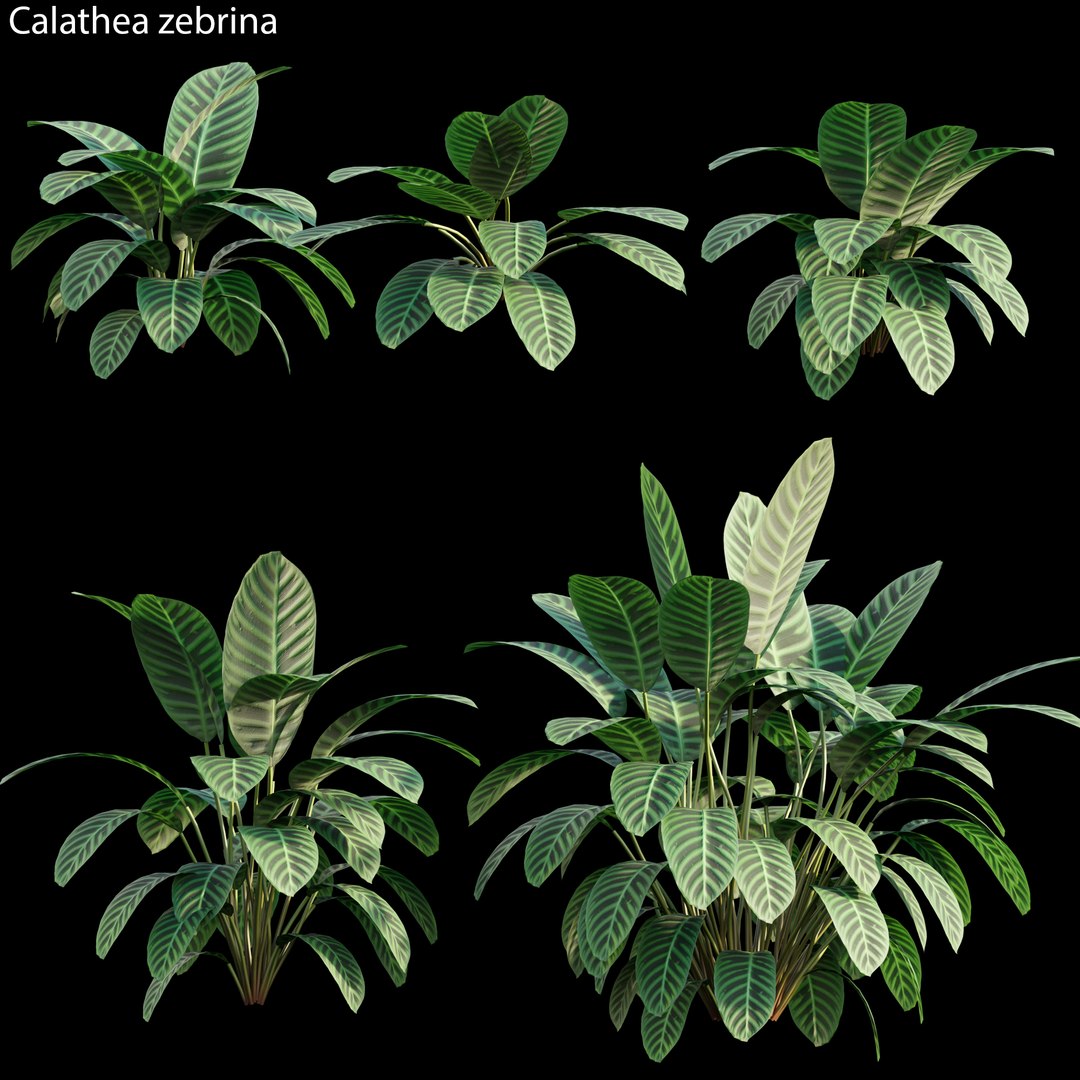 Calathea zebrina 3D https://p.turbosquid.com/ts-thumb/aD/d4SAU3/zw/3dtree_calatheazebrina_01/jpg/1632903624/1920x1080/fit_q87/7406687e25d28690ae0666090782cb702145e829/3dtree_calatheazebrina_01.jpg