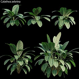 Calathea zebrina 3D