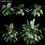Calathea zebrina