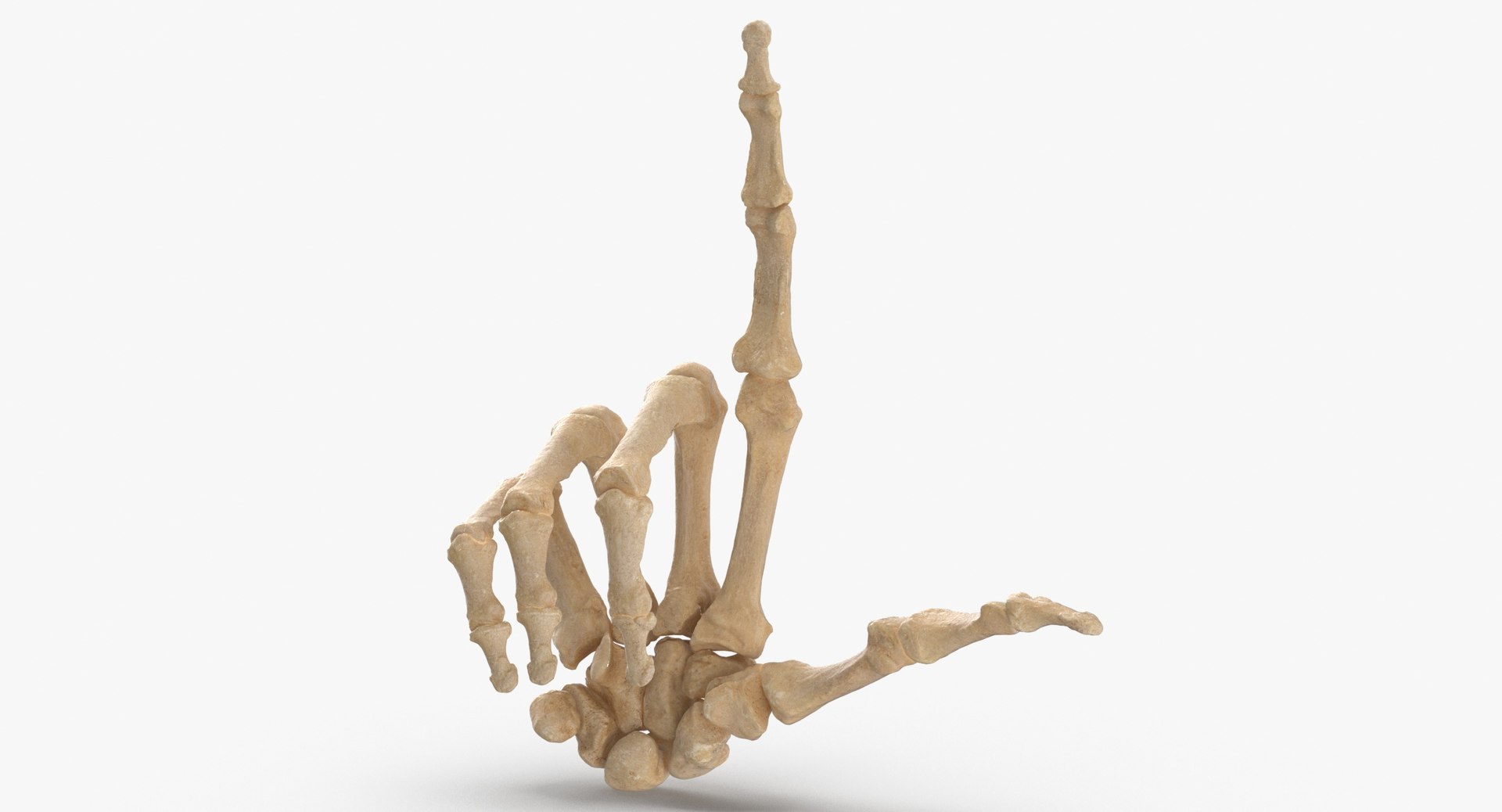 3D human hand bones loser https://p.turbosquid.com/ts-thumb/aD/emd3HE/92bcHV5z/human_hand_bones_loser_sign_thumbnail_0002/jpg/1598516534/1920x1080/fit_q87/4493b57853eb62ae0c4f9e1a657cc4f817dbd134/human_hand_bones_loser_sign_thumbnail_0002.jpg