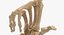 3D human hand bones loser
