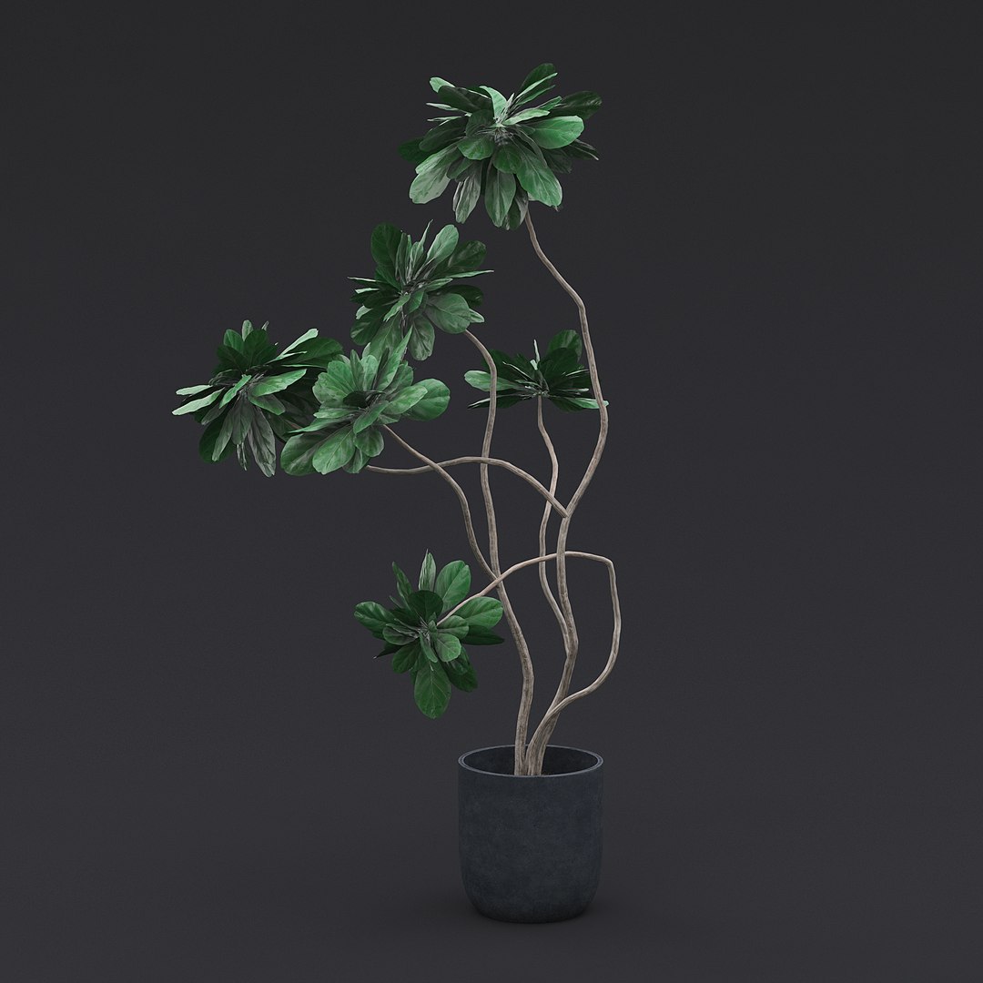 Fiddle Fig Tree I 3D model https://p.turbosquid.com/ts-thumb/aD/l2PRvN/gF/fiddle_fig_tree_1_01/jpg/1692037165/1920x1080/fit_q87/d8f910ffb8ddea2ede5f7d8ad7e183d90fe2796b/fiddle_fig_tree_1_01.jpg