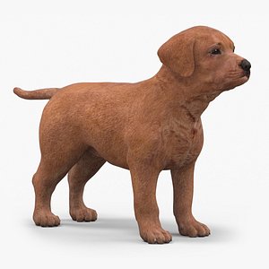 Brown Labrador Retriever Puppy